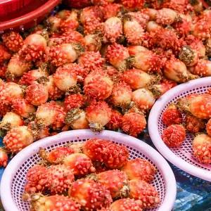 국내산 통영 활 멍게 2kg