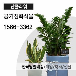 공기정화식물/축하화분/개업식화분/실내인테리어식물/전국당일3시간배달/난플라워
