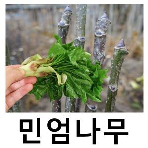 엄나무 묘목 가시없는음나무 실생1년 3주묶음