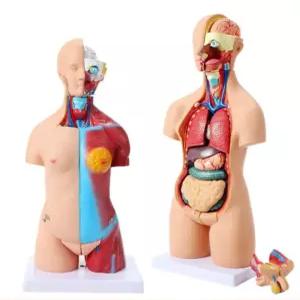 인체해부학 인형 장기 모델 교육용 몸통 상품 모형 분리 해부학 해부도 여성 병원 신체