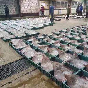 [제니네 제철과일] [SG] 산지발송 국산 참홍어 제니네 추천