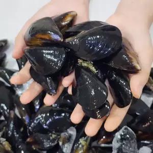 통통 다듬이 홍합 2kg(90미 내외)