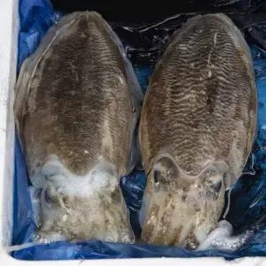 국내산 싱싱 활 갑오징어 1kg 2-4미 생물 오징어