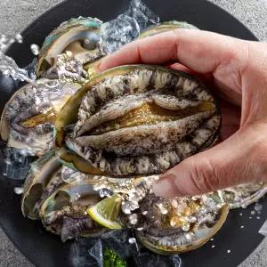 [해동찬가] 완도산 활 전복 1kg 8미-9미