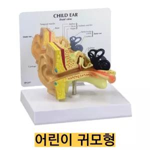-미국 GPI 인체모형 어린이 귀모형 G230