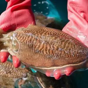 생물 특대 갑오징어 1kg(2~3미 내외)