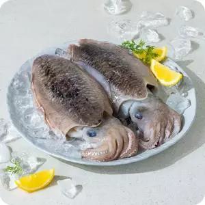활갑오징어 생물 횟감 당일조업 국내산 특대 1kg 에스더블유몰SE
