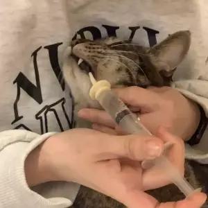 모리네 고양이 강아지 강급 주사기 실리콘 젖꼭지 젖병