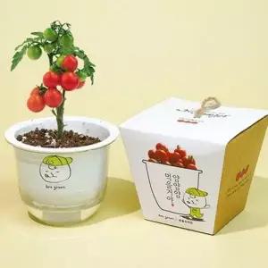 토마토 어린이 키우기 교육용 방울 재배 씨앗 화분 WFN8OZ0