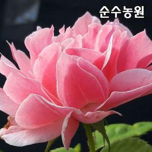 유럽사계덩굴장미 묘목, 로얄바카라 개화주 포트1개/넝쿨, 줄장미/꽃나무