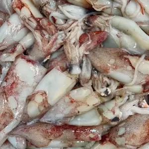 국내산 생물 한치 500g(10~20미)