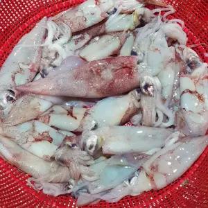 제철생선 생물 한치 500g(10-20마리)