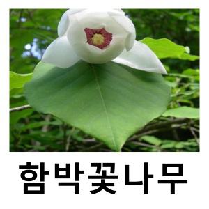 함박꽃나무 묘목 실생2년