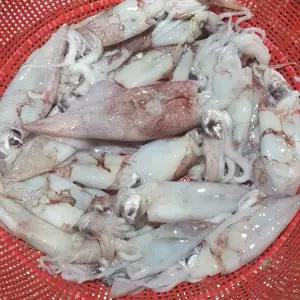 싱싱햇 국산 제철 생물 한치 생물한치 500g