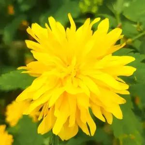 [충북농원] 황매화 매화나무 묘목 - H0.6/분(5주1묶음)