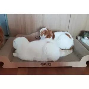 [반려] 고양이 휴식 스크래처 쇼파 XL 1P 적은 먼지 베드