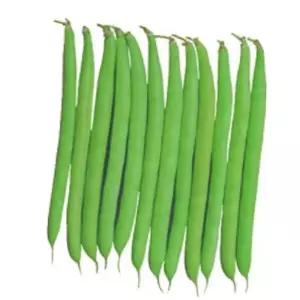 종자 꽃 채소씨앗 품종 그린빈스 씨앗 강남콩 10g 채소