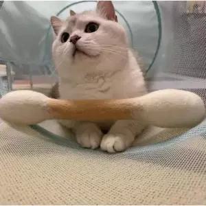 [퍼주는사] 고양이 면봉 장난감 15cm 캣닢 마따따비 고양이 강아지 애완견 반려묘 반