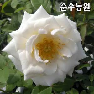 유럽사계땅장미 묘목, 마운트 샤스타 개화주 포트1개/꽃나무