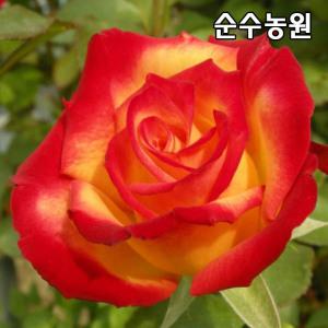 유럽사계덩굴장미 묘목, 찰스톤 개화주 포트1개/넝쿨, 줄장미/꽃나무