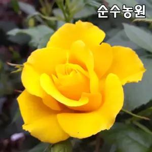 유럽사계땅장미 묘목, 서프라이즈 개화주 포트1개/꽃나무