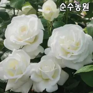 유럽사계덩굴장미 묘목, 프레쉬 스노우 개화주 포트1개/넝쿨, 줄장미/꽃나무