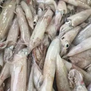 국내산 생물 한치 500g