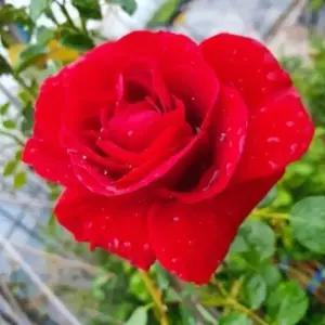 사계넝쿨장미나무 묘목(심파시) 개화주 포트1개