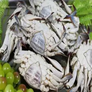 [푸른식탁] 국내산 활 암꽃게 3kg (1kg당 5-6미)