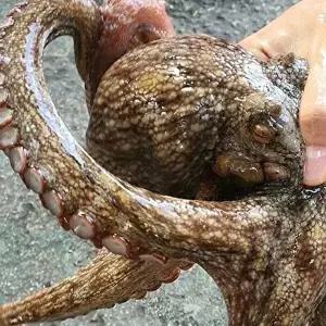 [팜스] 남해안 생물 돌문어 1kg(1~3미)