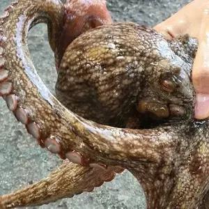 [팜스] 남해안 생물 돌문어 2kg(2미)