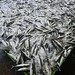 [장보리]국내산 생물 통고등어 2kg