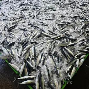 장보리 국내산 생물 통고등어 2kg