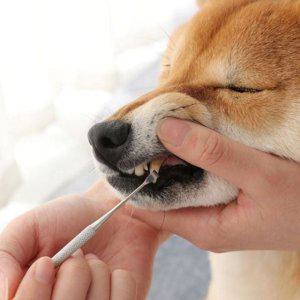 강아지 치석 제거기 반려동물 치석 제거기 고양이 스케일링 치아용 관리 플라그 반려묘 구강 치은 케어