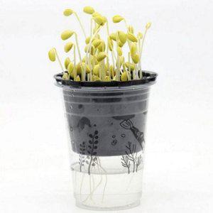 콩나물 키우기 콩나물 기르기 용기 간편 재배 실내 시루 어린이 채소밭 재배기 집콕 씨앗 식물 반려