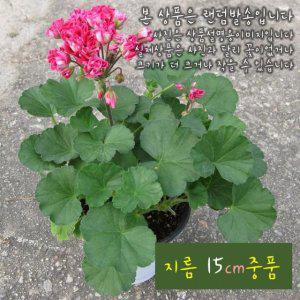 로즈 샤넬 (유럽 제라늄) 지름 15cm 중품화분 (좋은흙만 사용)