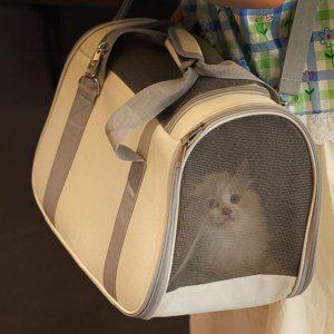 강아지 고양이 이동장 가방 애견 캐리어 크로스백
