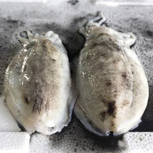 국내산 손질 갑오징어 500g