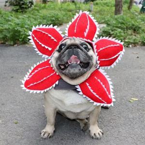 재미있는 고양이 모자 피라냐 의상 애완동물 모자 애완동물 액세서리 애완견 모자 조절 가능한 모자