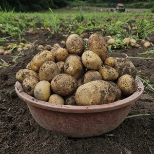 포슬포슬한 햇감자 특 3kg