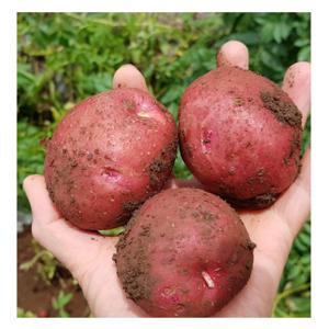 [푸디앤]  달달한  햇 홍감자  1.5kg-5kg