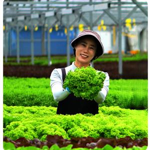 산지직송 무농약 수경재배 유럽상추 1kg 샐러드채소 버터헤드 크리스탈 로메인 모듬쌈 쌈채소