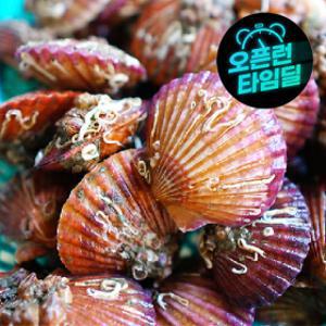 국내산 제철 활 홍가리비 5kg 국내산 제철 활 홍가리비 5kg