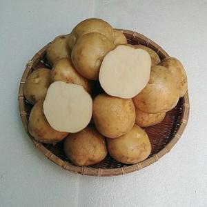 강원도 노지 포슬포슬 25년산 햇 수미감자 중 10kg  (탁구공크기)