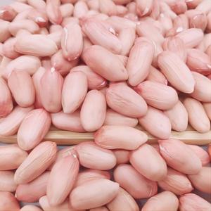 햇 생땅콩 생알 땅콩 큰알 땅콩 땅콩조림 극강의맛 품질보증 5kg