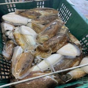 (특가) 자연산 갑오징어 2kg 국내산 통찜 볶음 만능 오징어
