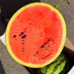 [자연의정] 하우스 꿀 수박 고당도 제철과일 특품 5kg