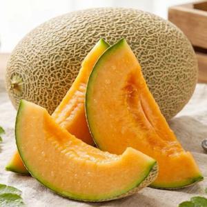 꿀달달 국내산 하미과 메론 2kg (혼합/4-12과내외)