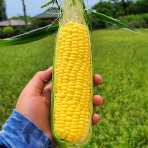 [자연의정] 국내산 고당도 초당옥수수 특품 14cm 이상 20개입