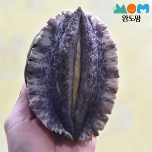 완도맘 완도 활 전복 1kg 4-5미 특대 이바지 전복 최상급